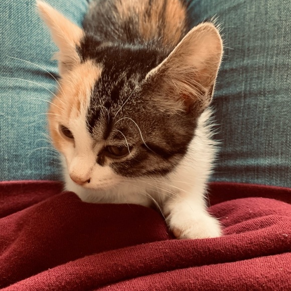 Meet your Posher, Megan - Picture 1 of 1